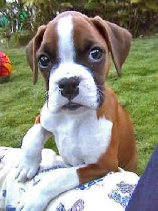 Greenfield Puppies on Dog Blog   The Boxer Dog   Featured Breed   Greenfield Puppies
