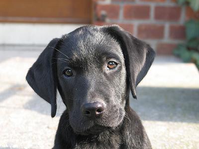 Greenfield Puppies on Labrador Puppies For Sale Brisbane