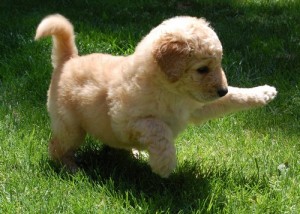 Greenfield Puppies on Puppies 5 2d21 2d2009 070 18202721 Small