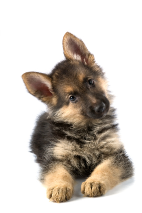 Greenfield Puppies on Dog Blog   Featured Breed   German Shepherd   Greenfield Puppies
