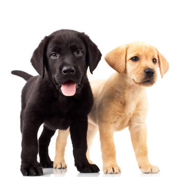 Buying a Puppy online can be tricky!