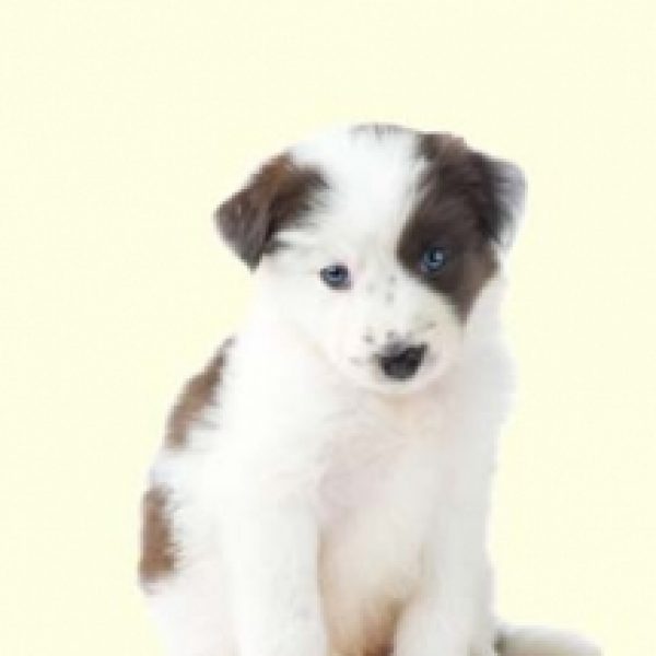 border collie mix puppies for sale in pa border collie mix puppies for sale in pa border collie mix puppies for sale in pa border collie mix puppies for sale in pa