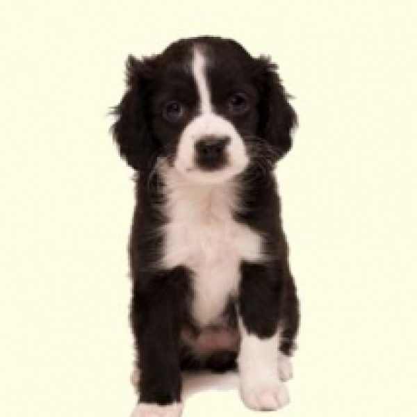 cockalier puppies for sale cockalier puppies for sale in pa cockalier puppies for sale cockalier puppies for sale in pa