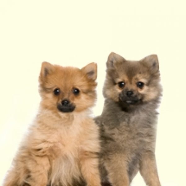 puppies in nj new jersey puppies for sale dogs for sale in nj design bild puppies in nj new jersey puppies for sale dogs for sale in nj design bild