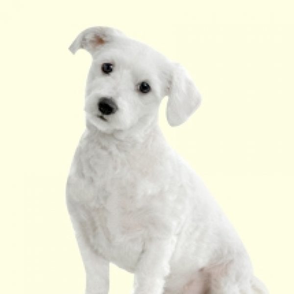 maltipoo puppies for sale in md maltipoo puppies nj breeds picture maltipoo puppies for sale in md maltipoo puppies nj breeds picture