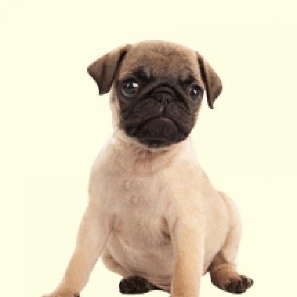 pug research pug puppies for sale in pa pug research pug puppies for sale in pa