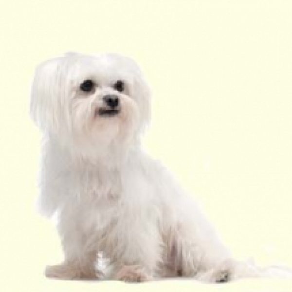 maltese puppies for sale in md maltese mix puppies for sale in de md ny nj philly dc and baltimore maltese puppies for sale in md maltese mix puppies for sale in de md ny nj philly dc and baltimore