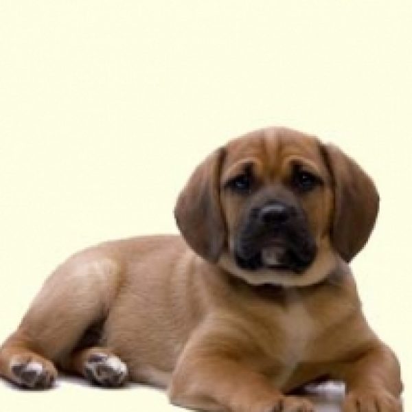 frengle puppies frengle puppies for sale in de md ny nj philly dc and baltimore frengle puppies frengle puppies for sale in de md ny nj philly dc and baltimore