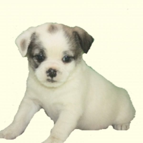 pugs for sale maryland pug mix puppies for sale in de md ny nj philly dc and baltimore breeds picture pugs for sale maryland pug mix puppies for sale in de md ny nj philly dc and baltimore breeds picture
