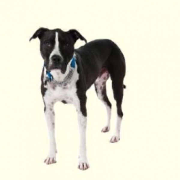 puppies for sale in baltimore pitbull puppies for sale in baltimore md puppies for sale in baltimore pitbull puppies for sale in baltimore md