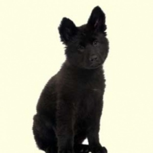 german sheprador puppies for sale german sheprador puppies for sale in md nj de ny va philly baltimore and dc german sheprador puppies for sale german sheprador puppies for sale in md nj de ny va philly baltimore and dc