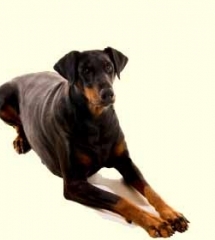 doberman puppies for sale in md doberman pinscher puppies for sale doberman puppies for sale in md doberman pinscher puppies for sale