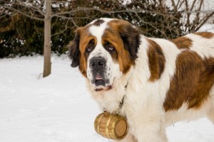 St. Bernard with brandy barrel