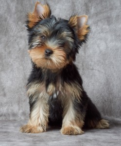 Yorkshire terrier puppy