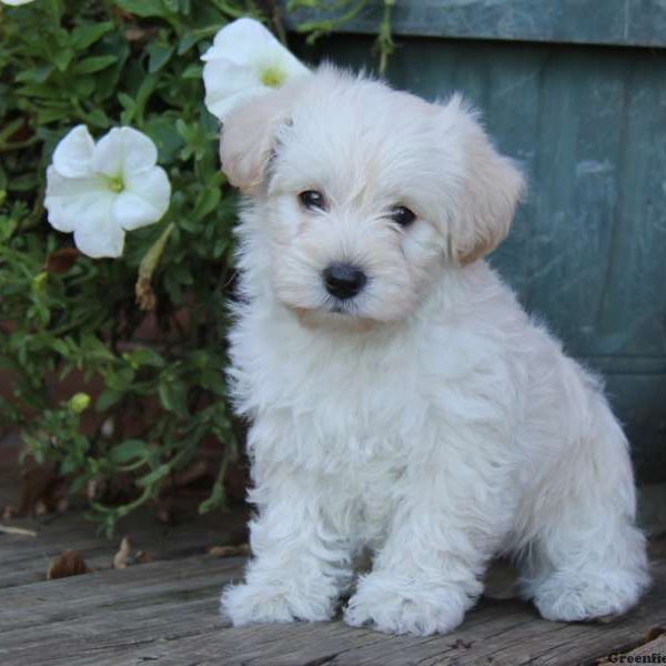 Puppies! - West Highland Terrier Rescue Westies in Need Yukon Canada