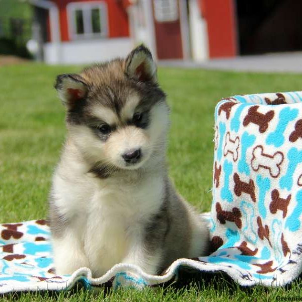 alaskan malamute puppies alaskan malamute puppies for sale in pa alaskan malamute puppies alaskan malamute puppies for sale in pa