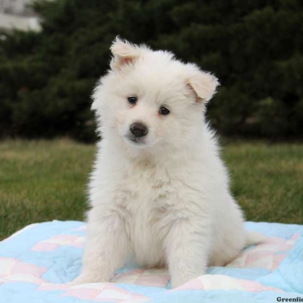 american eskimo pomeranian mix for sale american eskimo breeders ny breeds picture american eskimo pomeranian mix for sale american eskimo breeders ny breeds picture