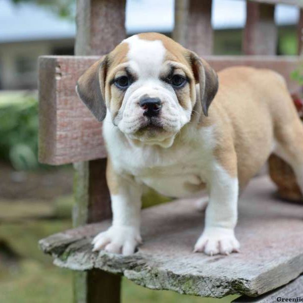 Beabull Puppies For Sale In PA