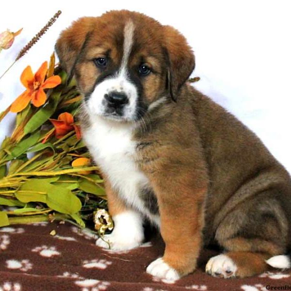 Bernese Mountain Dog Mix Puppies For Sale In PA