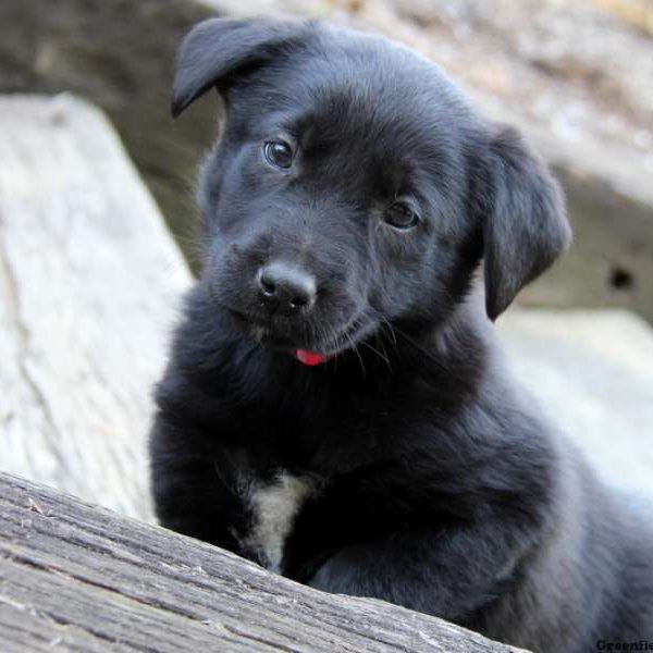 borador puppies borador traits breeds picture borador puppies borador traits breeds picture