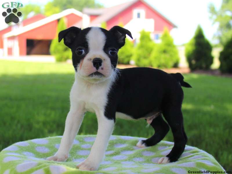 Boston Terrier Puppies For Sale In PA