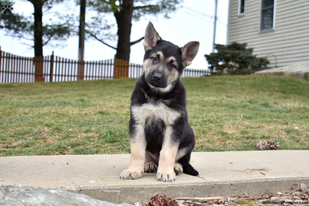 German Shepherd Puppies For Sale - Greenfield Puppies