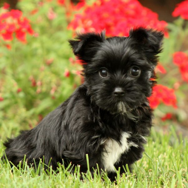 yorkie chon puppies for sale in pa yorkie chon puppies for sale in de md ny nj philly dc and baltimore yorkie chon puppies for sale in pa yorkie chon puppies for sale in de md ny nj philly dc and baltimore