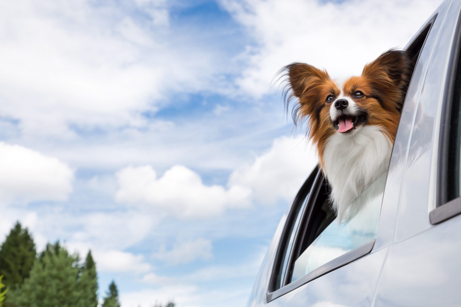 new jersey dog-friendly travel guide - small brown and white dog in a car