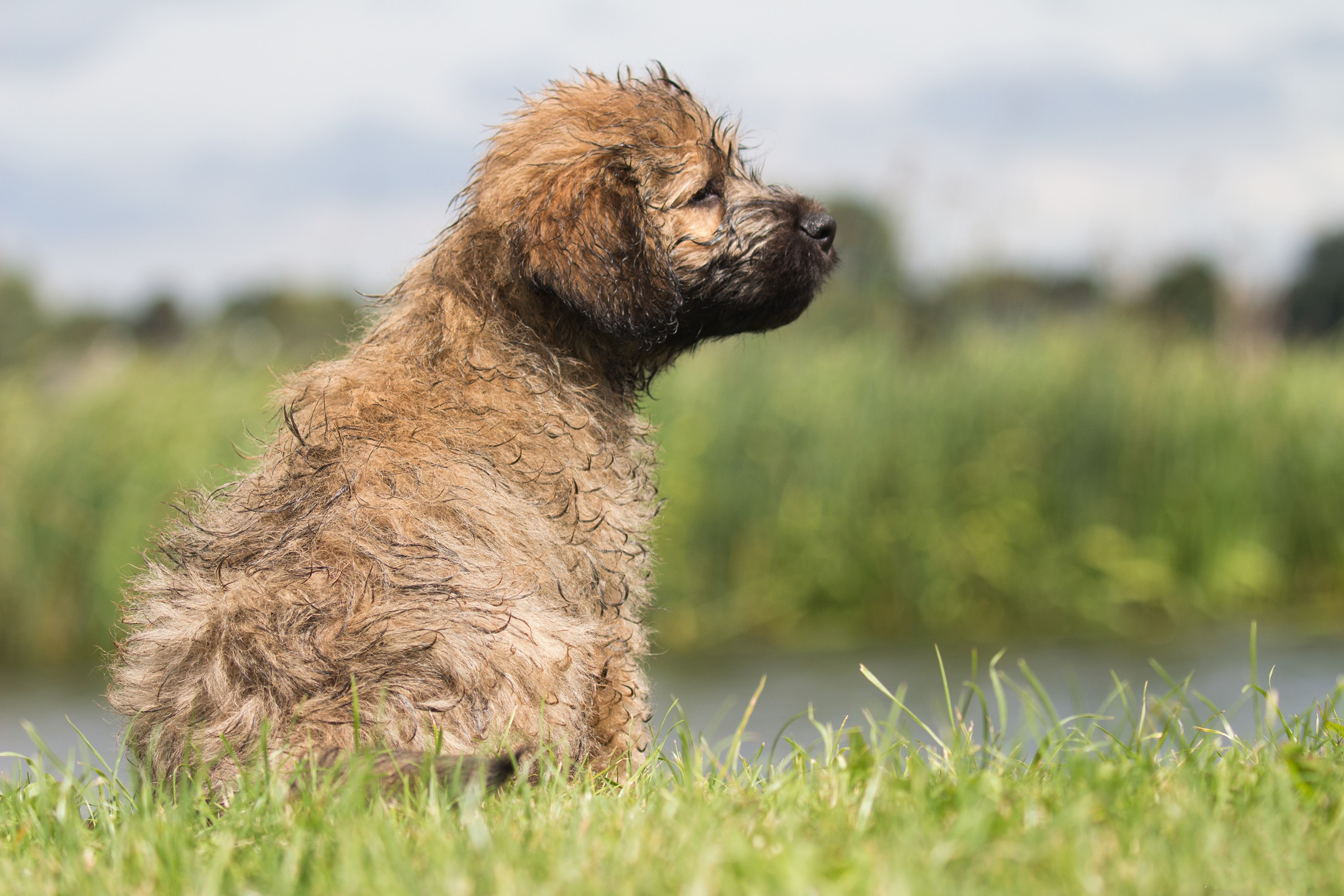 8 Facts About Catalan Sheepdogs