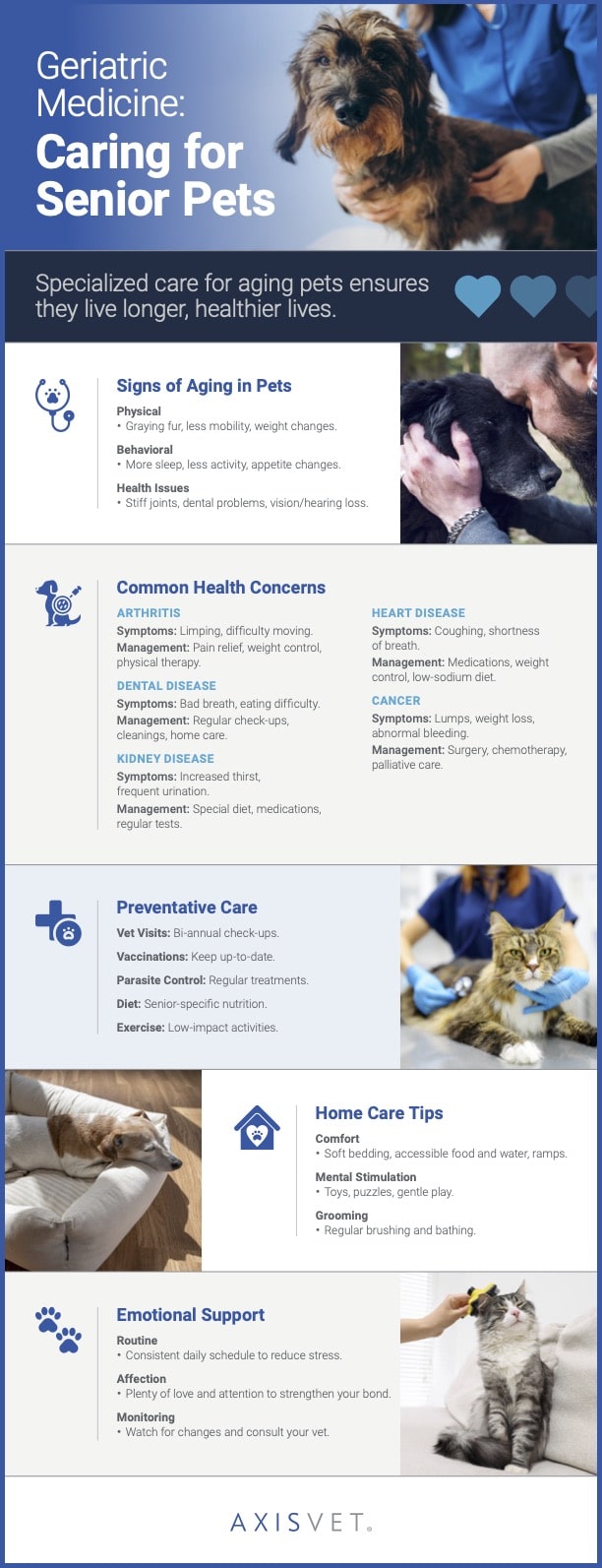 Guide to Caring For Senior Pets