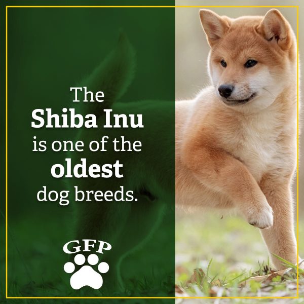 the shiba inu is one of the oldest dog breeds