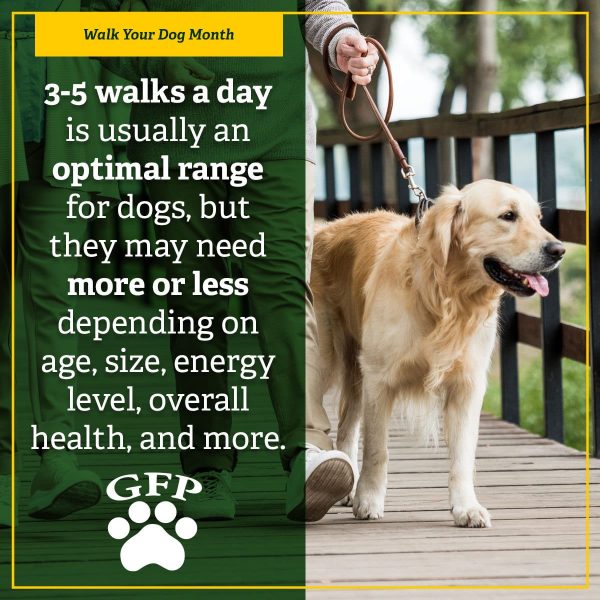 person walking a golden retriever for walk your dog month, text on image reads "3-5 walks a day is usually an optimal range for dogs, but they may need more or less depending on age, size, energy level, overall health, and more."
