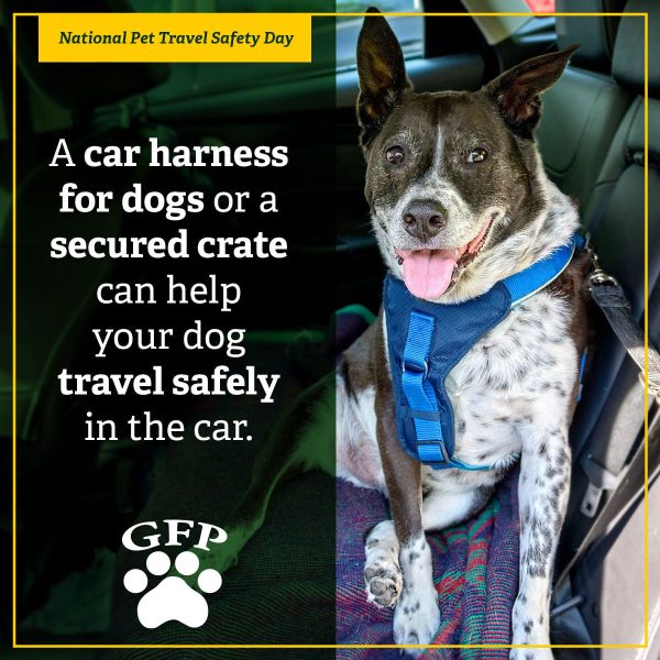 dog wearing car harness in car for national pet travel safety day, text on image reads a car harness for dogs or a secured crate can help your dog travel safely in the car