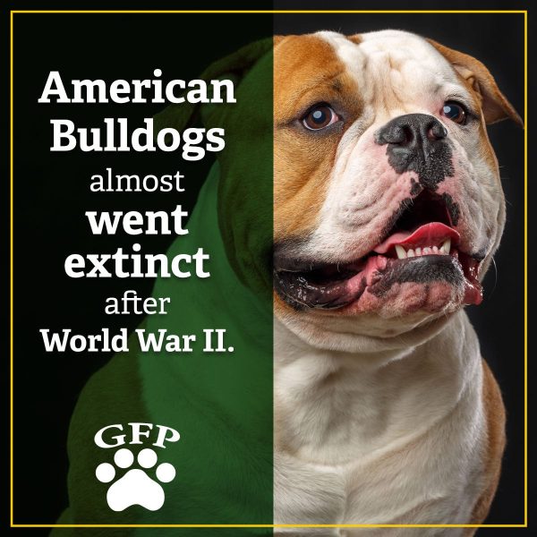 image of an american bulldog with text that reads american bulldogs almost went extinct after world war 2